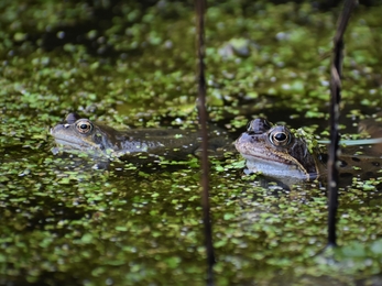 Two frogs