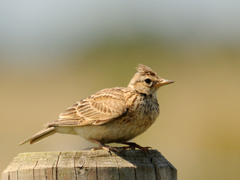 Skylark