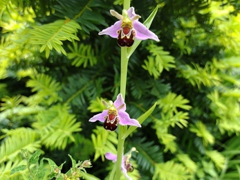 Bee orchid 