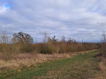Diamond Wood Country Park