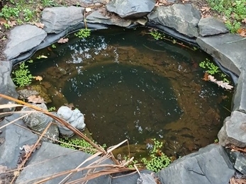 A wildlife pond dug into the ground and with a stone rim