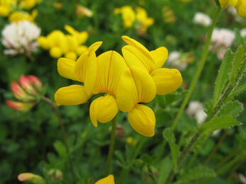 An image of a yellow wildflower known as birds foot trefoil