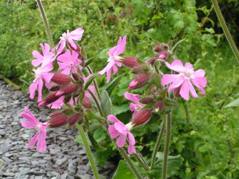 Pink flowers known as red campion