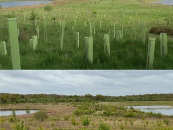 an image of new trees planted at bubbenhall with tree guards ontop of an image of those trees now reaching maturity to show growth