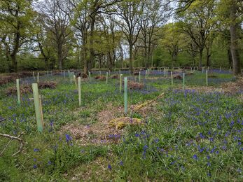 new trees growing in a mass of bluebells