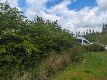 green hedgerow and blue sky
