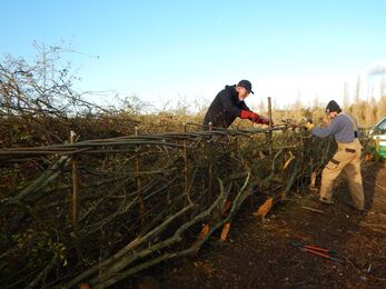 traditional hedge laying techniques at Brandon Marsh