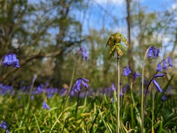 young oak tree starting to grow next to bluebells