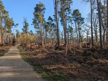 new trees planted alongside older trees next to a path in an established woodland