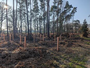 new tree saplings, with tree guards, planted next to established trees, 