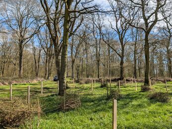 new trees planted alongside old trees with a green field and blue sky