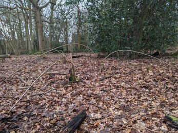 hazel regrowing and layering close to the ground
