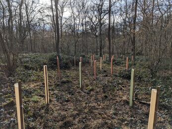 new trees and tree guards planted in a woodland