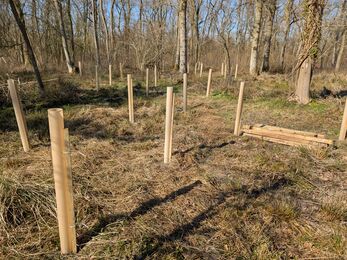 new trees and tree guards planted in a woodland