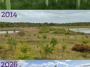 3 photos of bubbenhall meadow when the trees were first planted in 2010, then 4 years later in 2014 with small growth (possibly about 0.5 metres to 2 metres) and then in 2026 with more growth (possibly 3 metres)