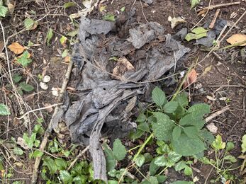 A mysterious black bin bag of rubbish, left at guphill brooke