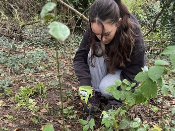 Megan is crouched down while volunteering to remove invasive species near Guphill Brooke