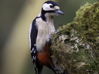 Great spotted woodpecker