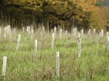 Tree planting