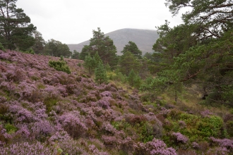 Caledonian forest