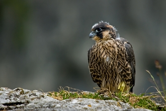 Juvenile peregrine falcon