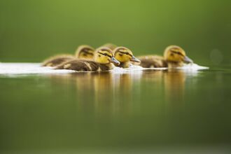 Mallard ducklings