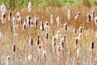Alvecote Meadows bullrushes