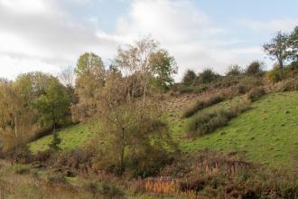 Ashlawn Cutting