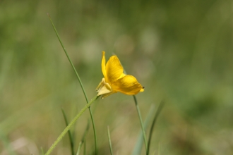 Bulbous Buttercup