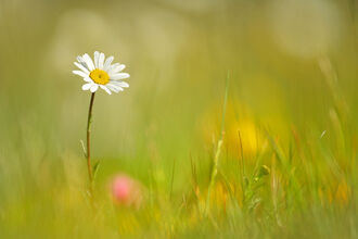 Oxeye Daisy