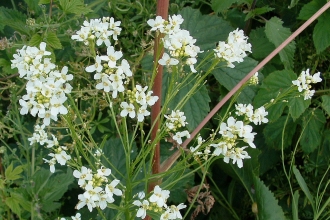 Horseradish