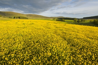 Creeping Buttercup