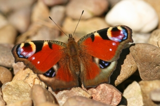 Peacock butterfly