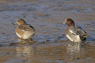 A pair of wigeon stand on a muddy shore