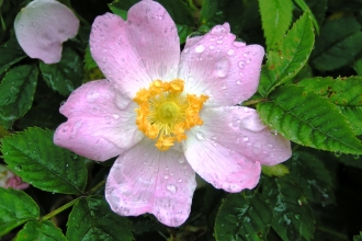 Dog-rose