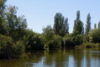 Brandon Marsh pool