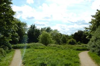 Daffern's Wood paths Joe Stuart