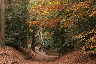 Kenilworth Common Autumn Landscape