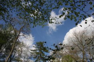 Clowes Wood Blue Sky