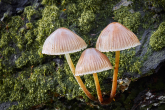 Clowes Wood Glistening ink caps