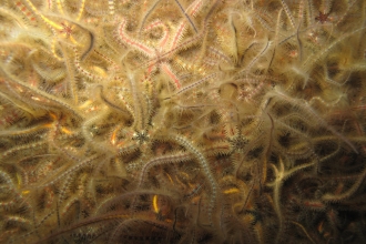 Common Brittlestars