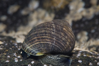 Edible Periwinkle