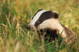 Badger