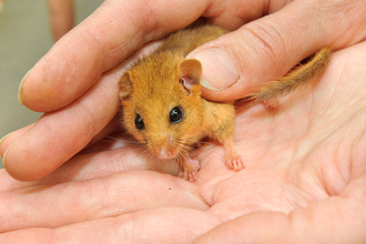 Hazel dormouse - Terry Whittaker - 2020VISION