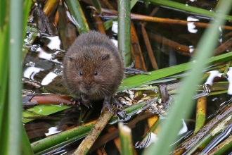 Water vole Margaret Holland