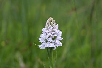 Common spotted orchid