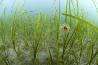 Common eelgrass