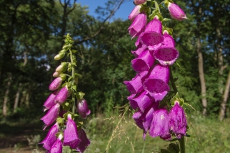 Foxgloves at Bubbenhall Wood © Steven Cheshire (WWT)