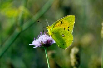 Clouded yellow butterfly Derek Moore Wildnet