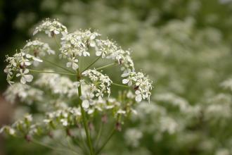 Cow parsley Philip Precey/Wildnet